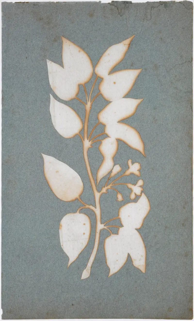 Květinová ratolest (Lesní zimolez), Philipp Otto Runge