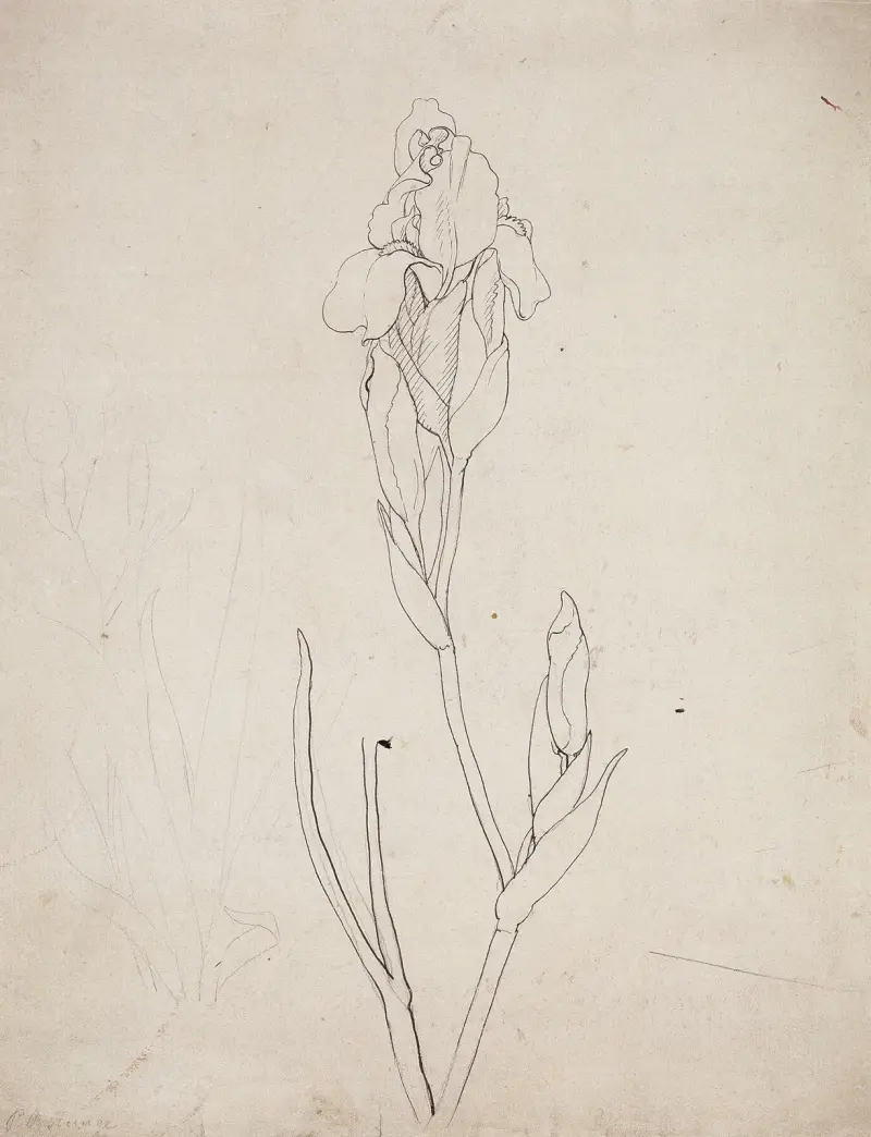 Iris, Philipp Otto Runge
