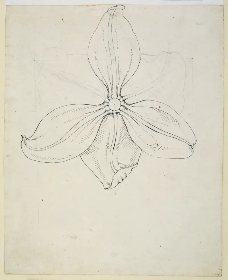 Tulpenblüte von Philipp Otto Runge