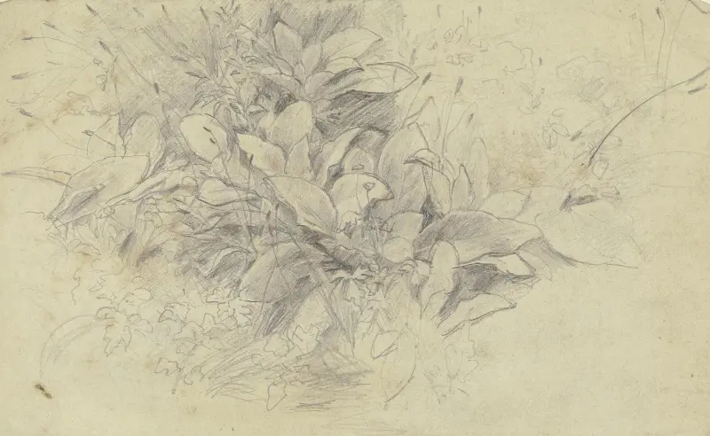 Studie von Pflanzen von Otto Scholderer
