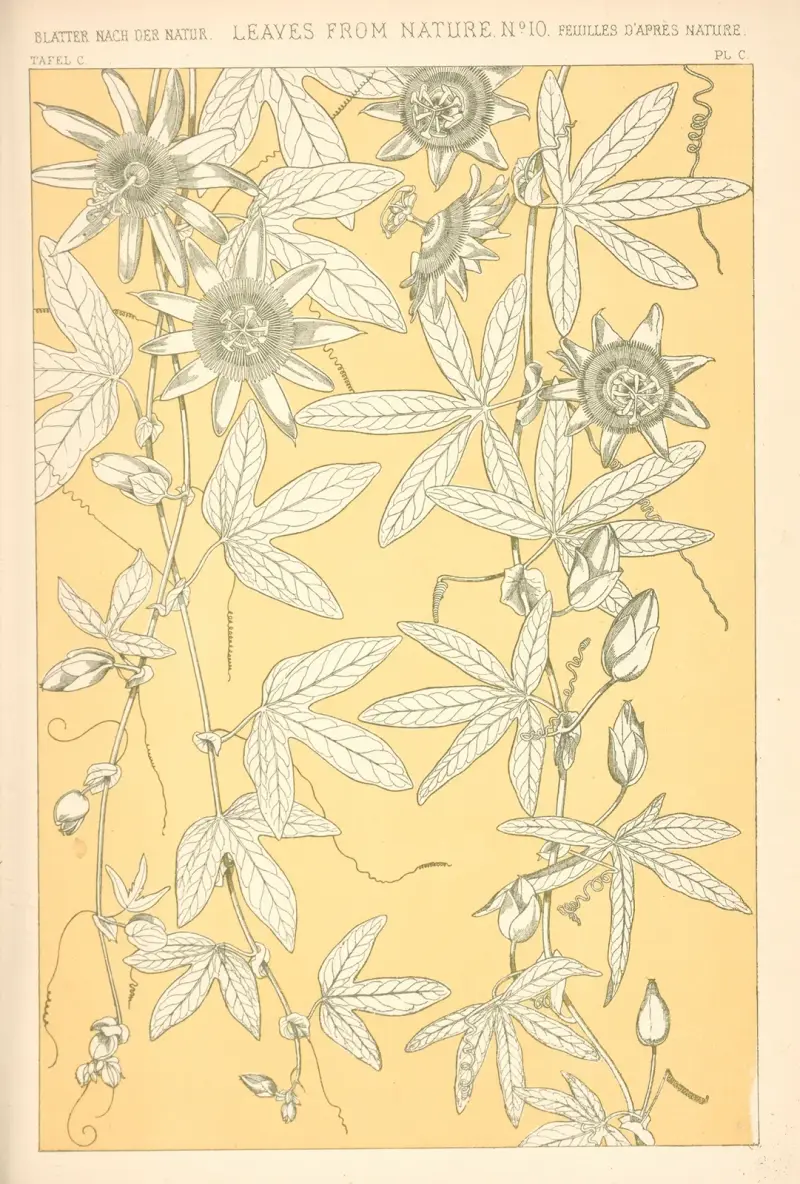 Blad från naturen nr 10 av Owen Jones