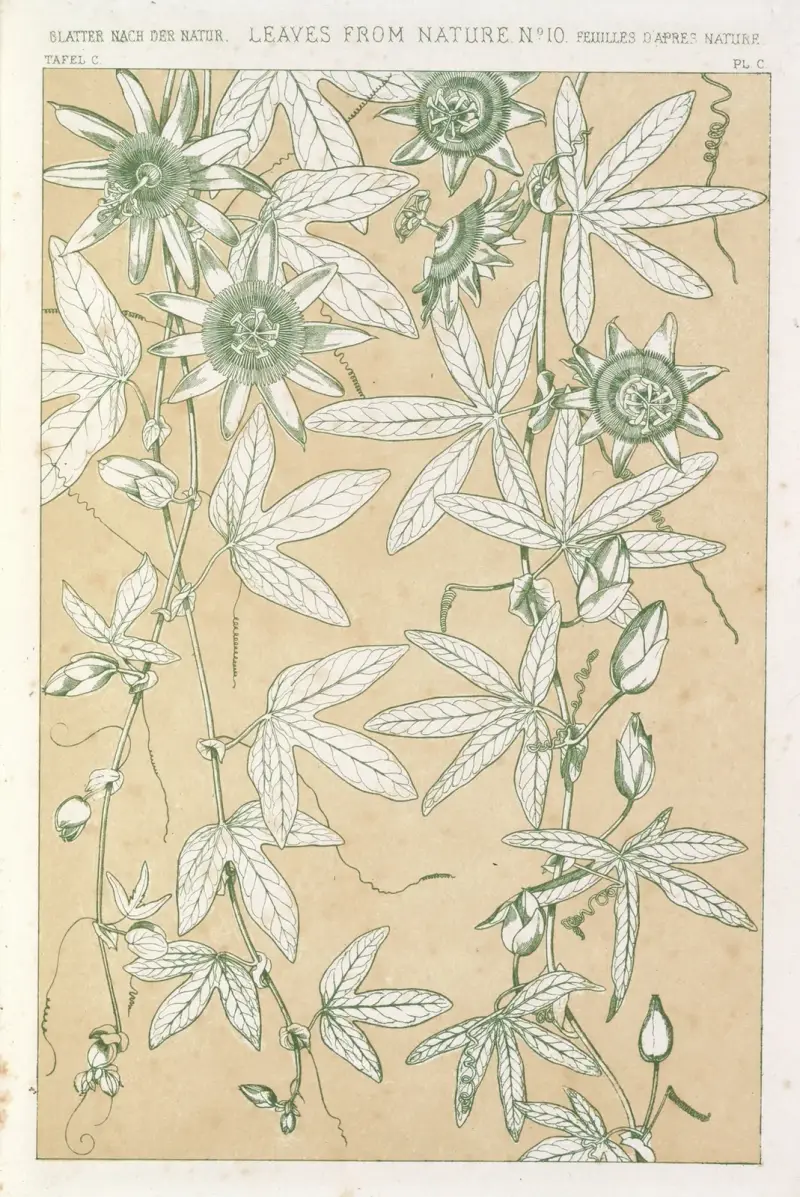 Leaves from Nature No.10 av Owen Jones