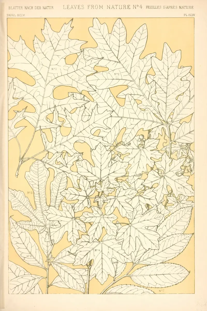 Blad från naturen nr 4 av Owen Jones