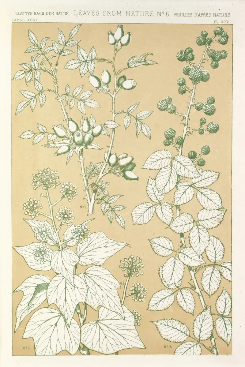 Blad från naturen nr 6 av Owen Jones