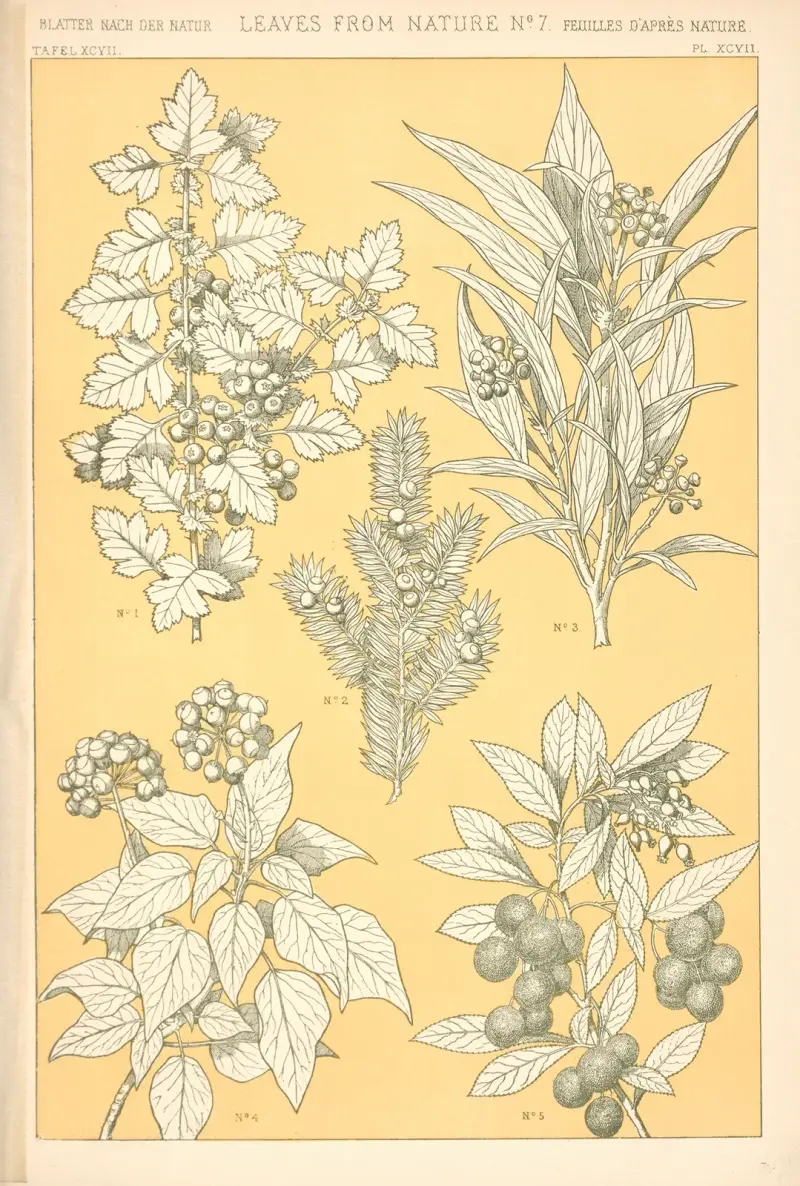 Blad från naturen nr 7 av Owen Jones
