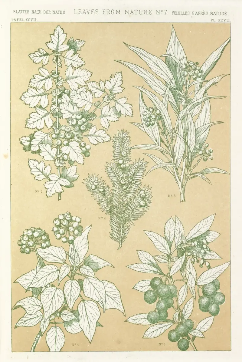 Leaves from Nature No.7 av Owen Jones