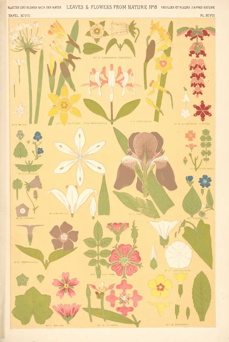 Blad från naturen nr 8 av Owen Jones