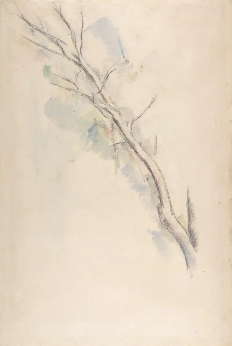 Studie eines Baumes von Paul Cézanne
