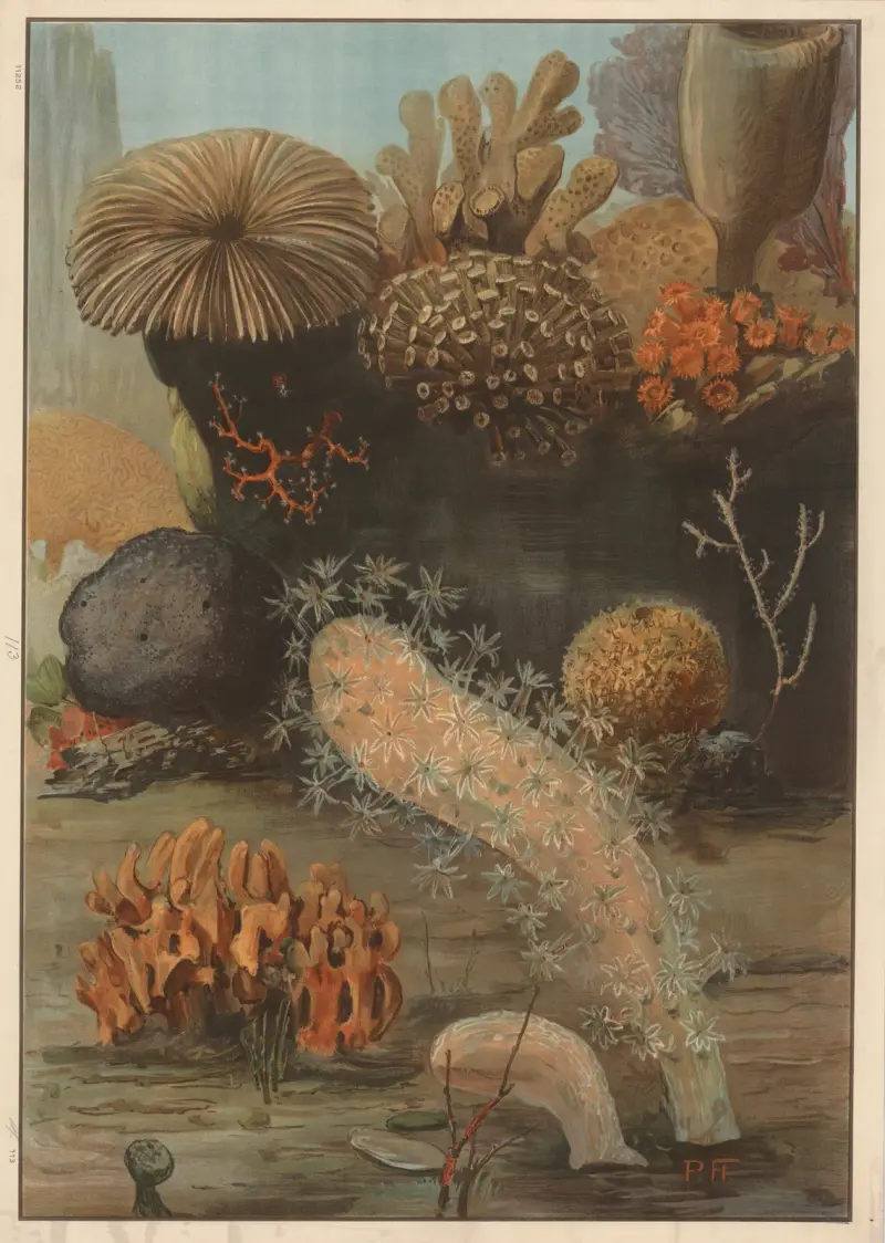 Corals and fungi av Paul Flanderky