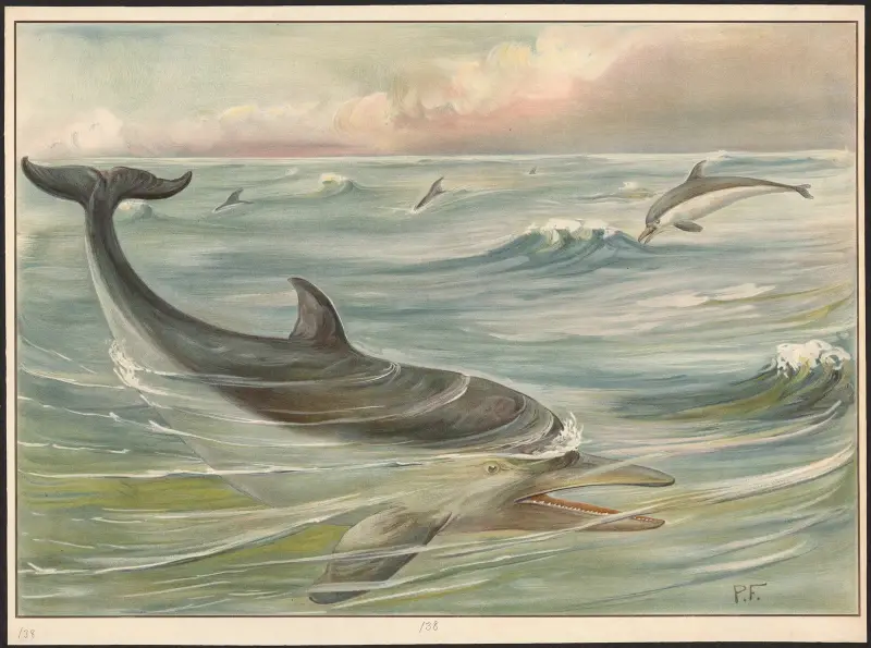 Delfin von Paul Flanderky