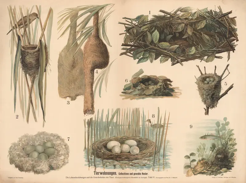 Tierwohnungen. Geflochtene und gewebte Nester av Paul Flanderky