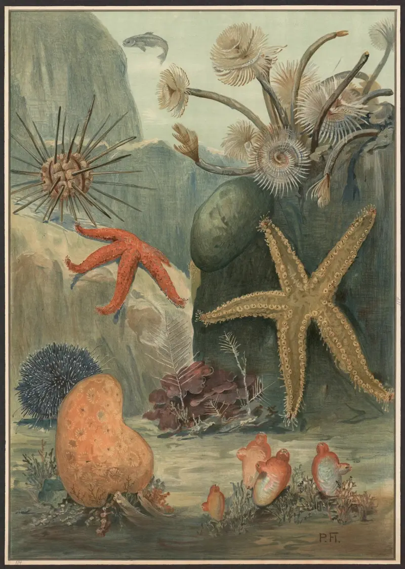 Worms, starfish, sea urchins, etc. av Paul Flanderky