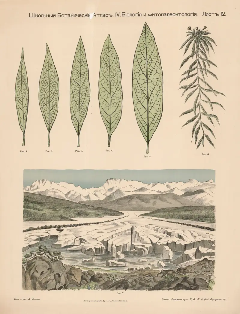 Arctic plants av Alexander-Paul Henckel