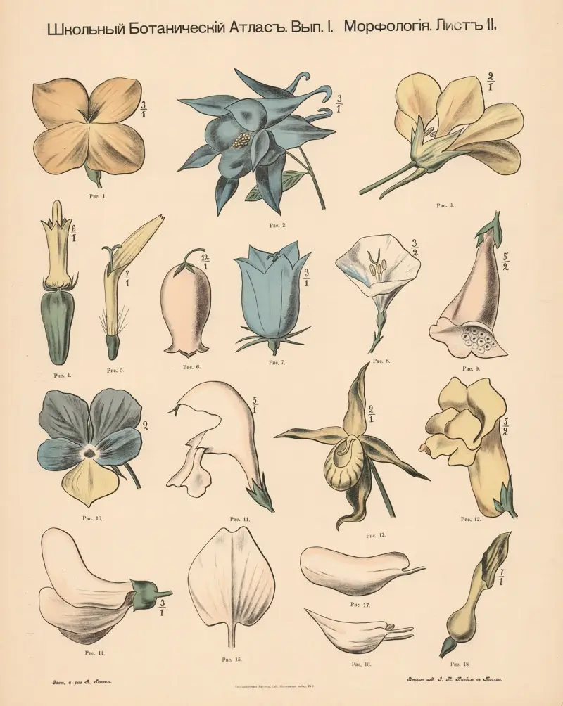 Asymmetriska blommor av Alexander-Paul Henckel
