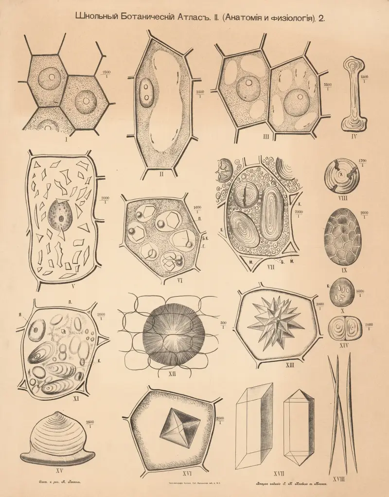 Cellular tissue av Alexander-Paul Henckel
