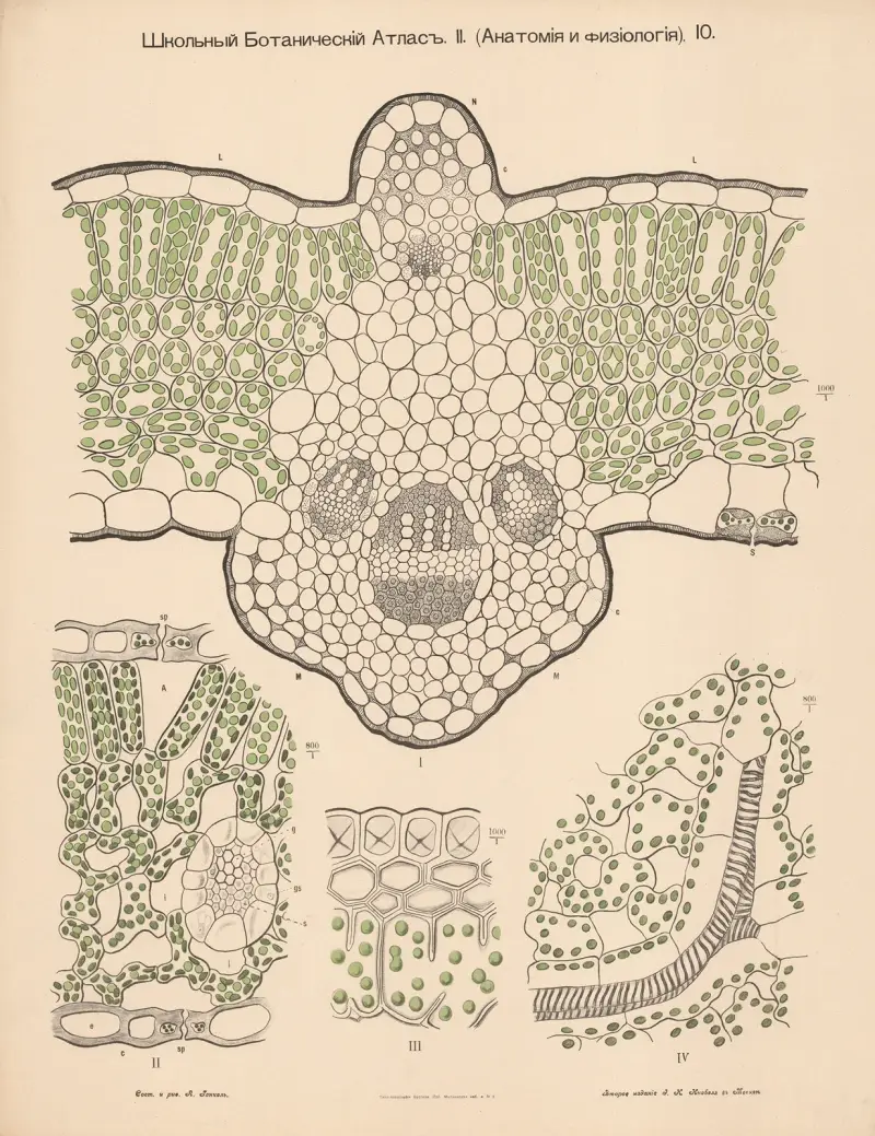 Chloroplast, Alexander-Paul Henckel