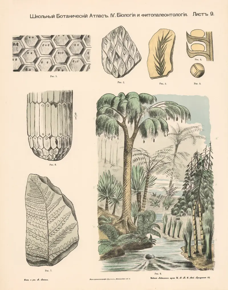 Ferns and Cryptogams av Alexander-Paul Henckel