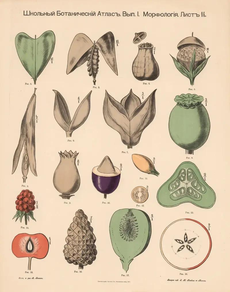 Früchte von Alexander-Paul Henckel