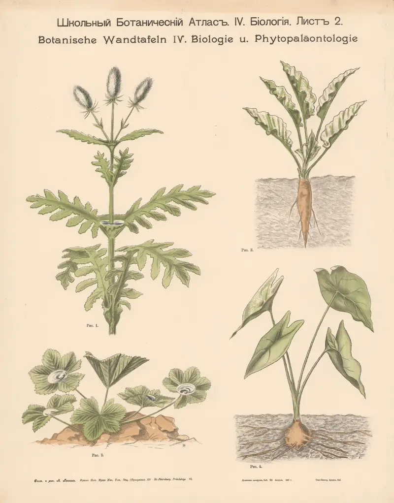 Otuzilé rostliny, Alexander-Paul Henckel