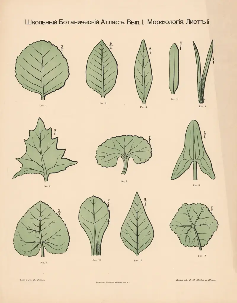 Blattformen, 1905 – Nr. 1 von Alexander-Paul Henckel