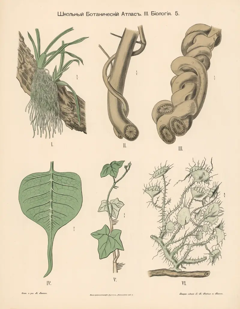 Parasitische Pflanzen, 1905 – Nr. 2 von Alexander-Paul Henckel