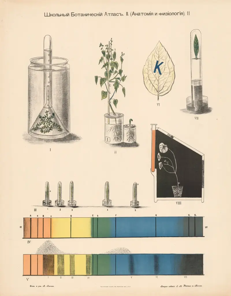 Fotosynteza, Alexander-Paul Henckel