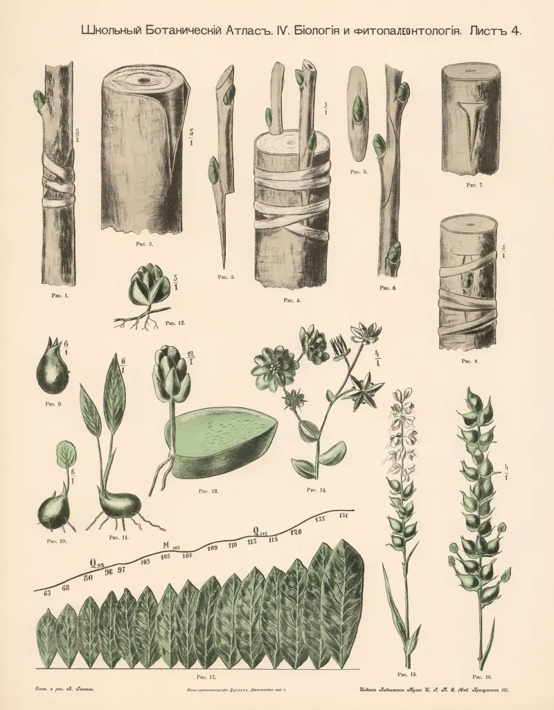 Pflanzentriebe von Alexander-Paul Henckel