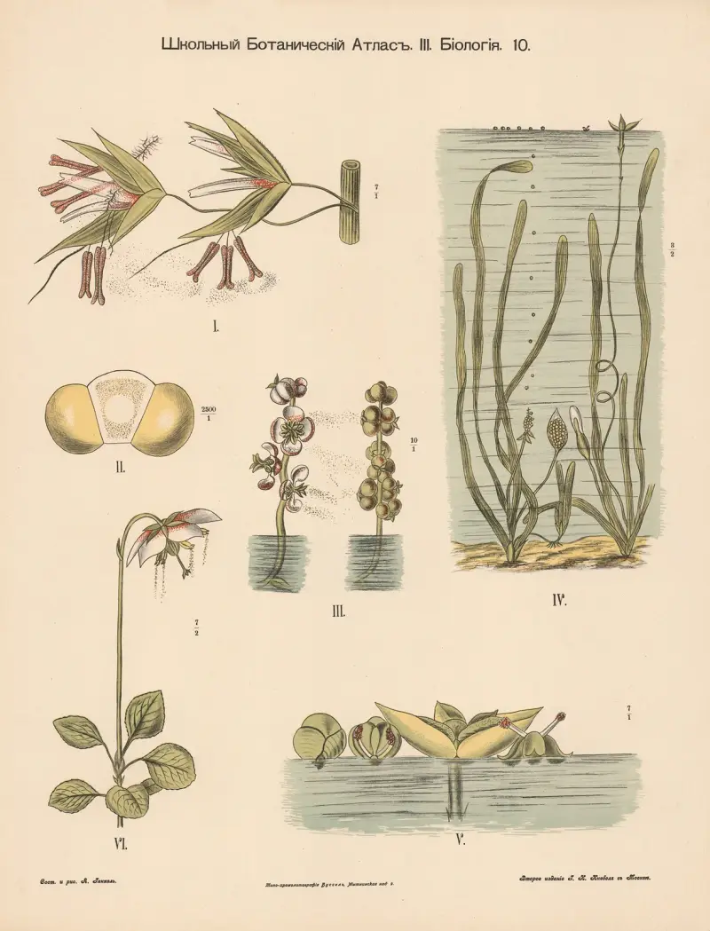 Pollination of aquatic plants av Alexander-Paul Henckel
