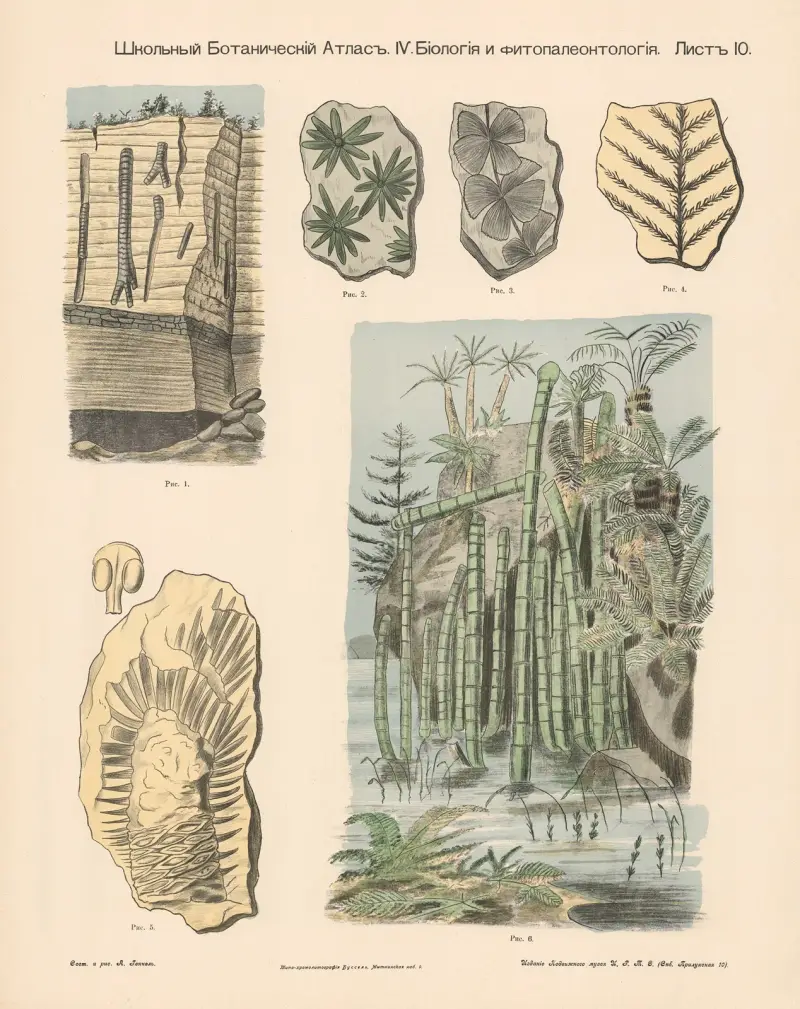 Reed plants. Petrifications. av Alexander-Paul Henckel