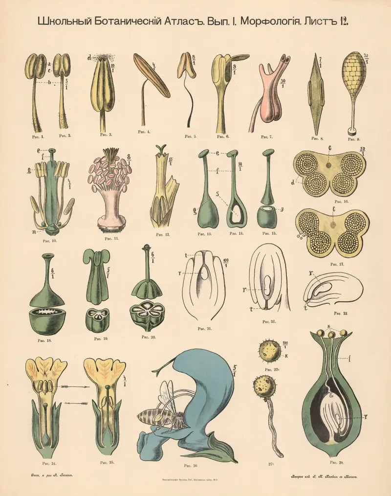 Stamen av Alexander-Paul Henckel