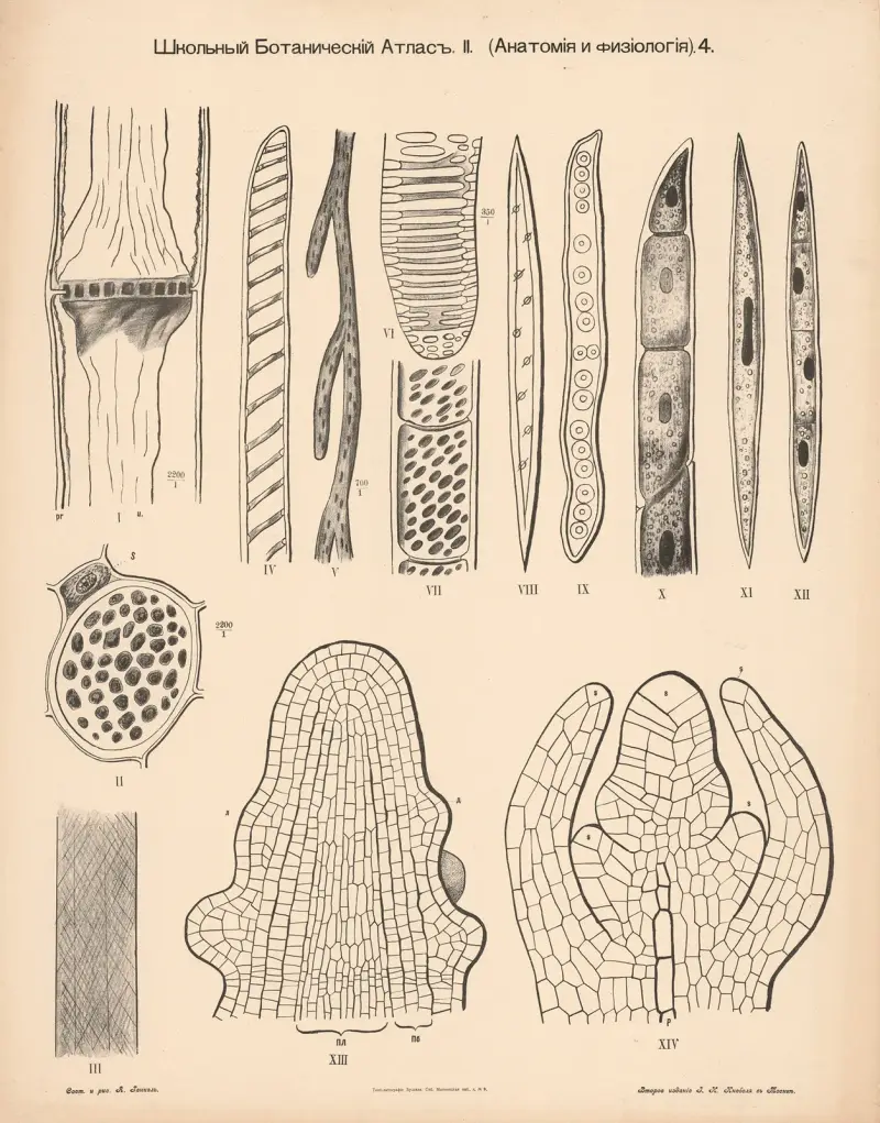 Stammgewebe von Alexander-Paul Henckel