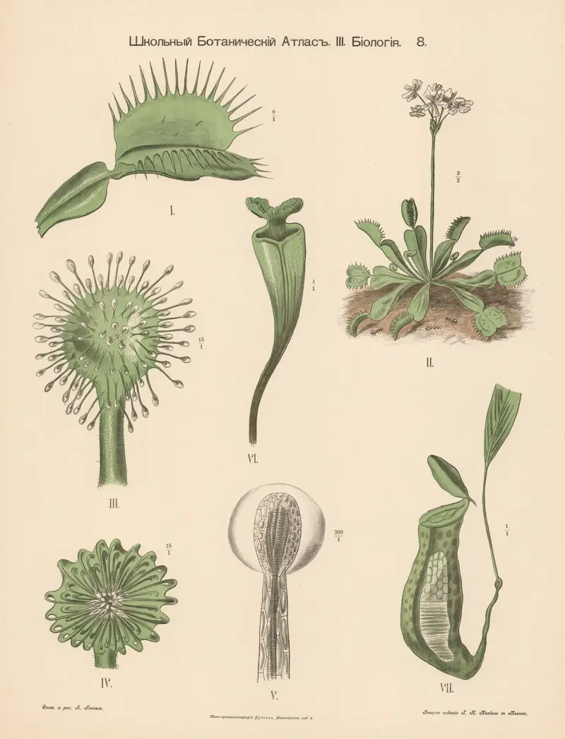 Sileshår (köttätande) av Alexander-Paul Henckel