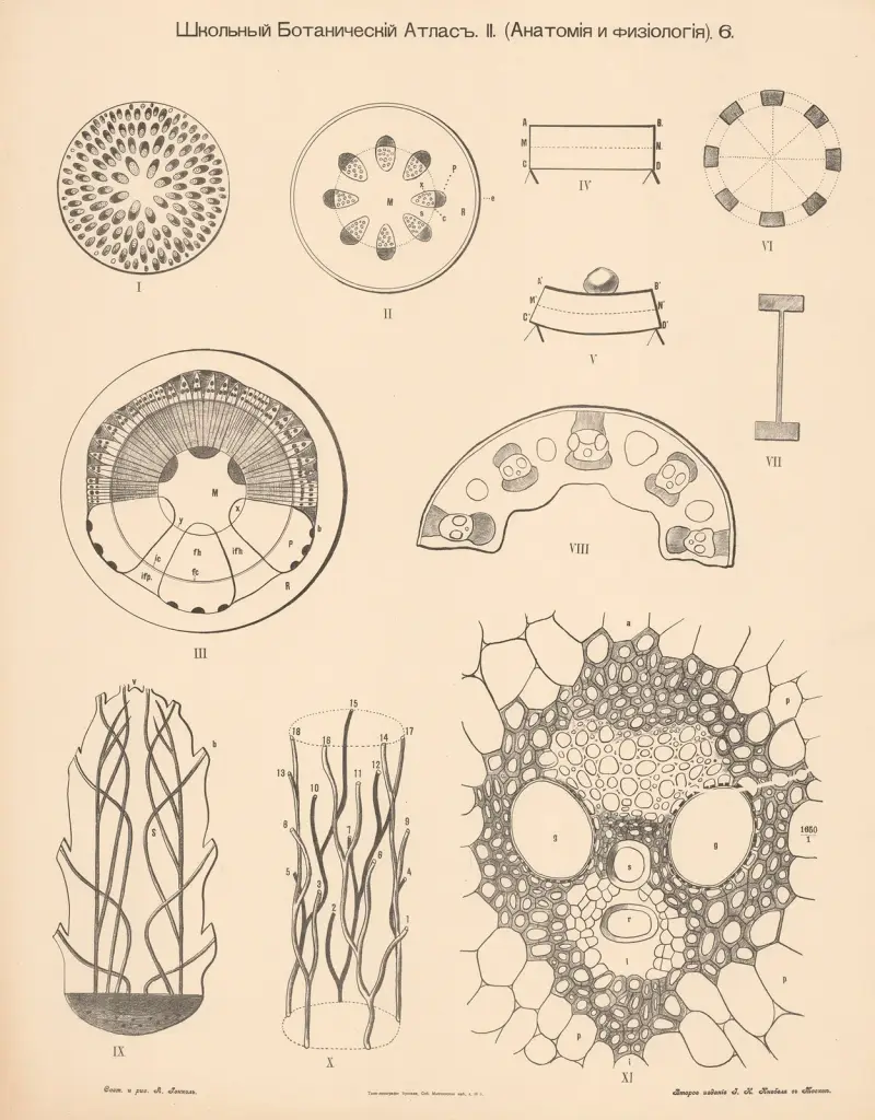 Vascular formation av Alexander-Paul Henckel