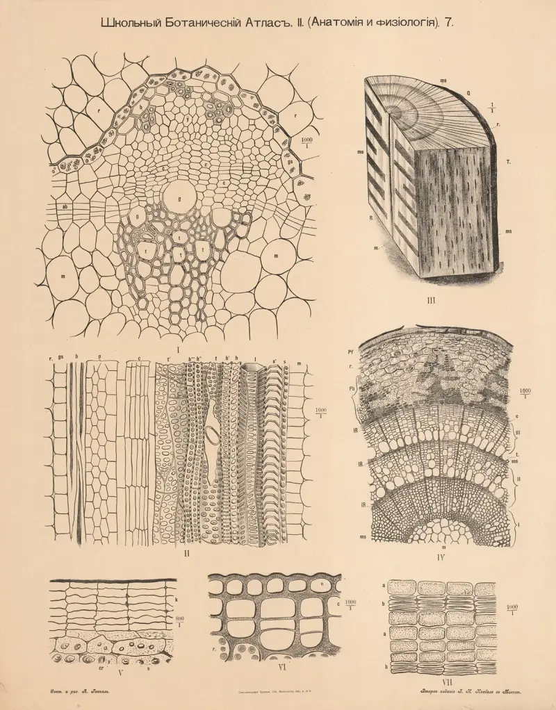Wood from trees, annual rings av Alexander-Paul Henckel