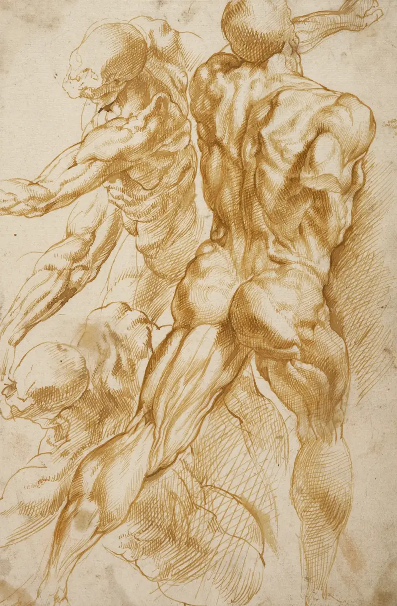 Anatomická studia, 1600 – Nr. 1, Peter Paul Rubens