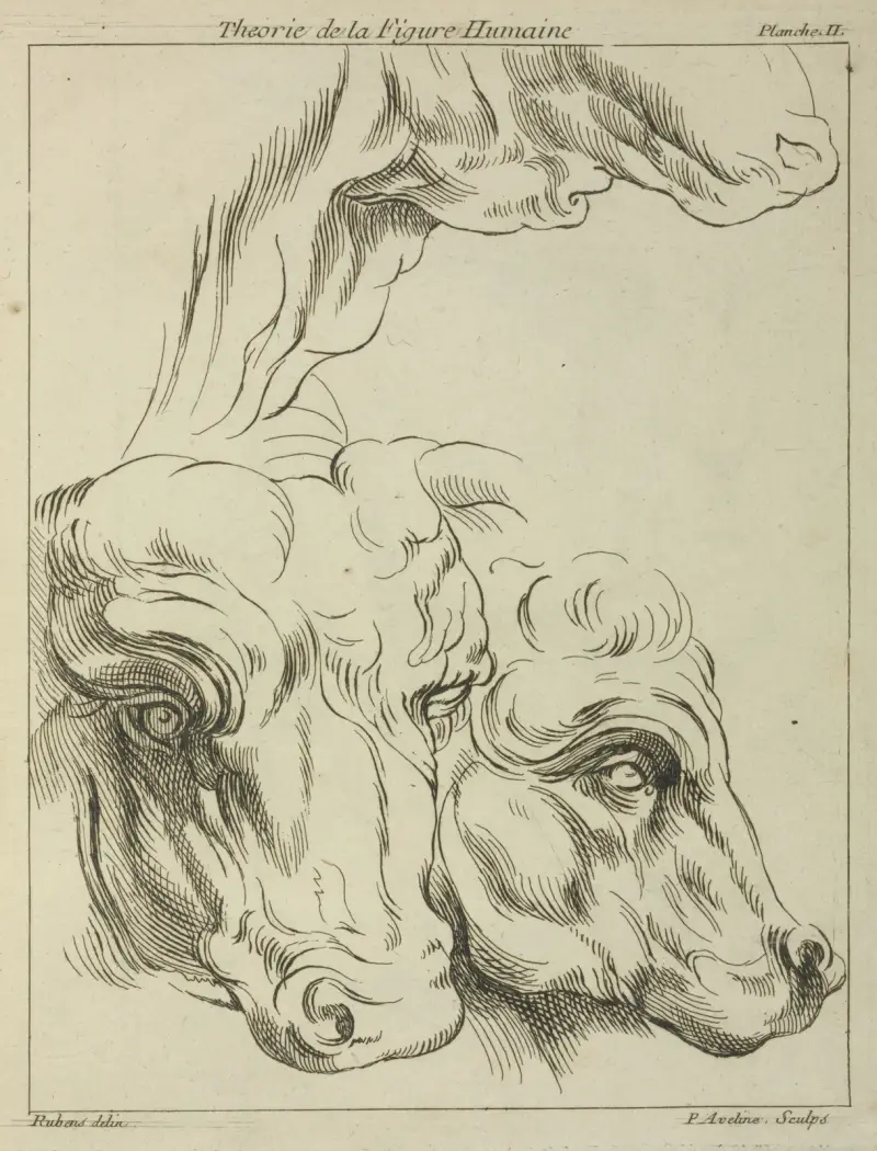 Heads and necks of two bovines; portion of neck of a third av Peter Paul Rubens