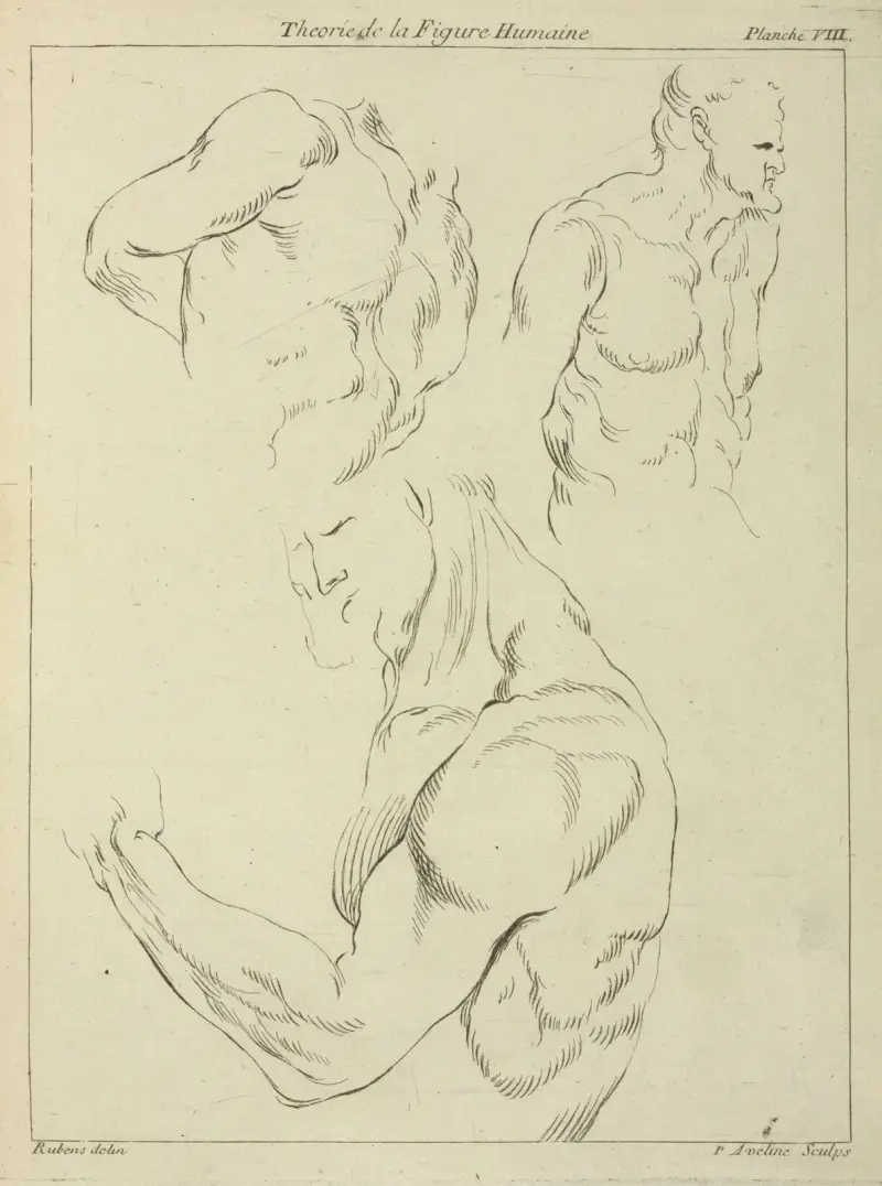 Studies of a man’s chest, biceps, and shoulders av Peter Paul Rubens