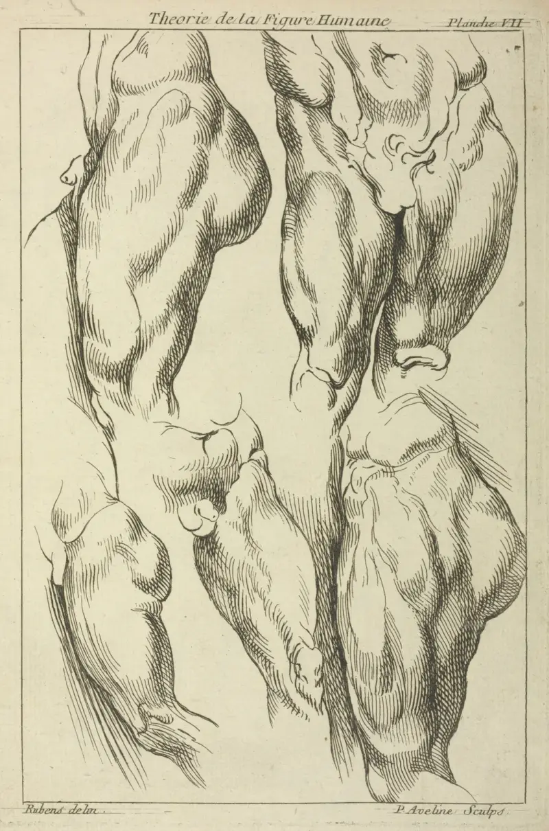 Studier av manliga ljumskar av Peter Paul Rubens