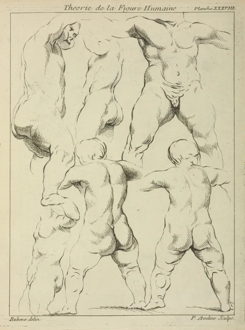 Studies of male torsos av Peter Paul Rubens