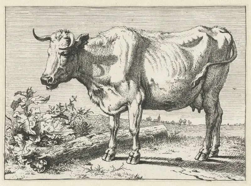 Kuh mit verdrehtem Horn von Paulus Potter