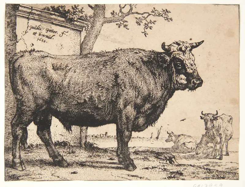 Býk, 1650 – č. 2, Paulus Potter