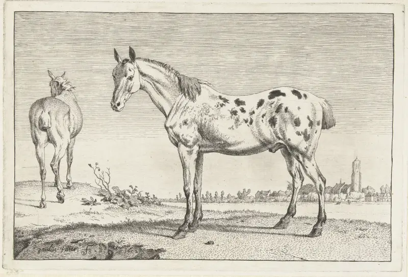 Das geschorene Pferd (Pferde) von Paulus Potter