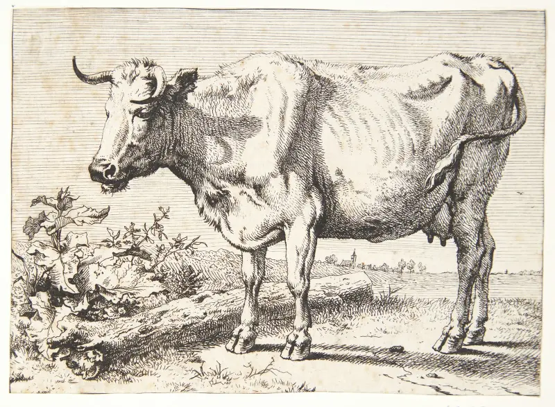 Ko med krøllede horn av Paulus Potter