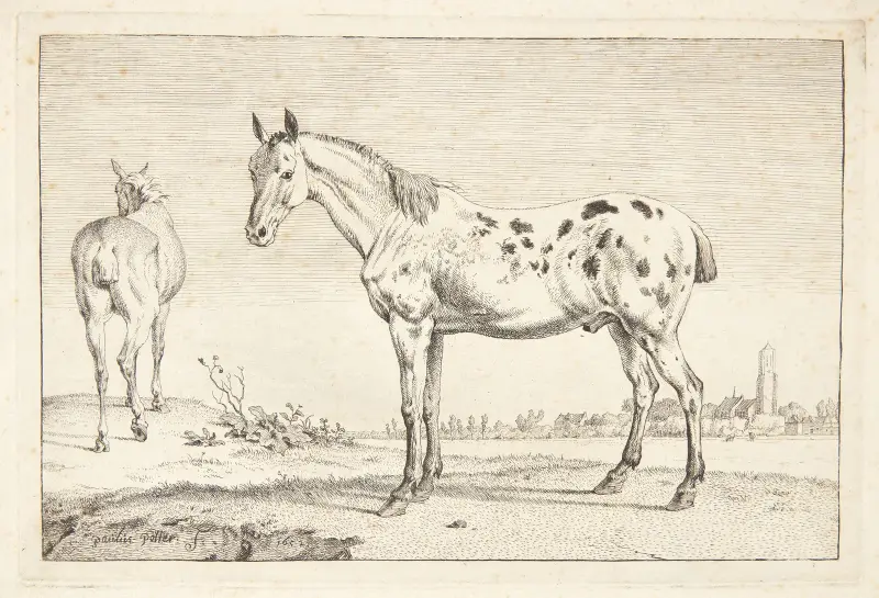 Hügelpferd von Paulus Potter