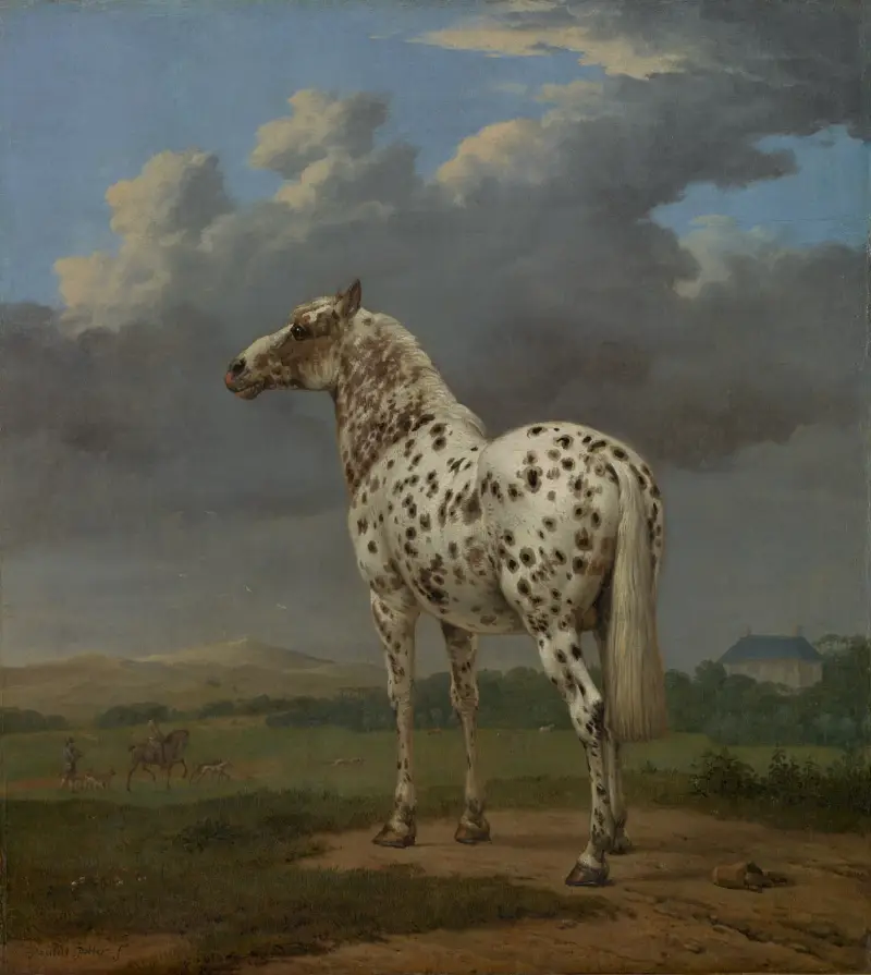 Das scheckige Pferd von Paulus Potter