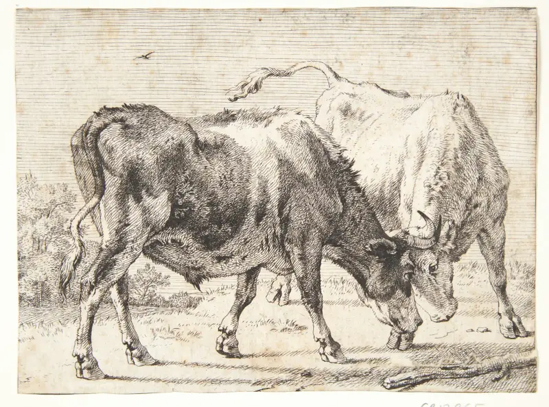 Zwei kämpfende Ochsen von Paulus Potter
