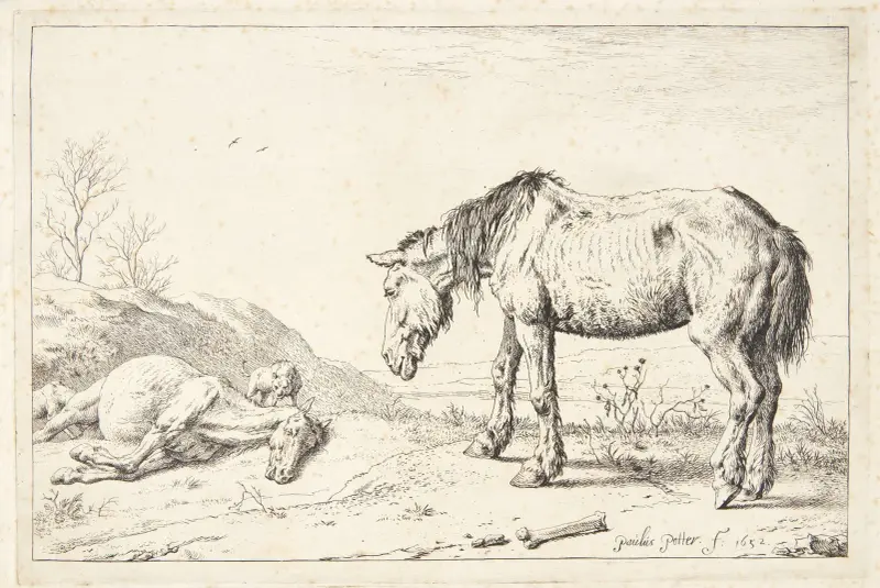 Zwei Augen von Paulus Potter