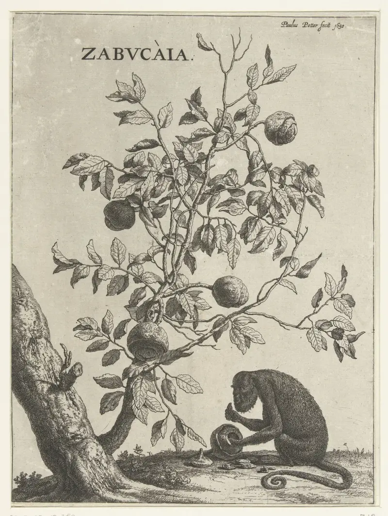 Zabvcàia von Paulus Potter