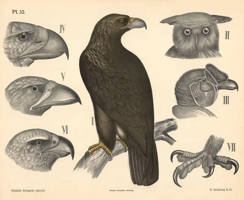 Vögel. Raubvögel von Peter Dybdahl