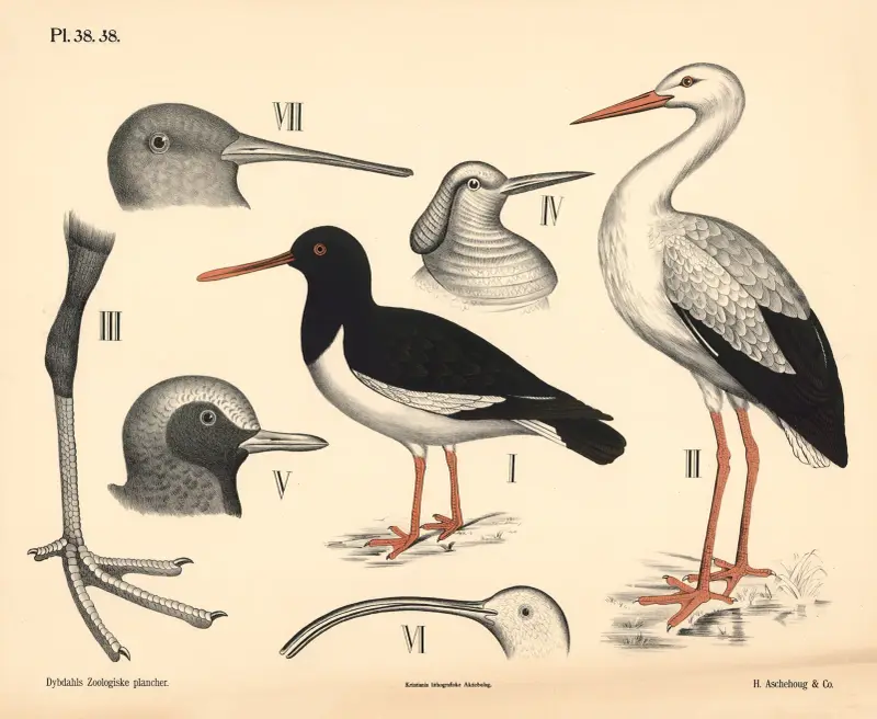 Vögel. Watvögel von Peter Dybdahl